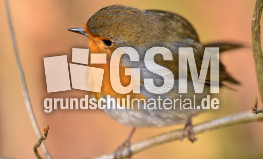 Rotkehlchen (14).jpg